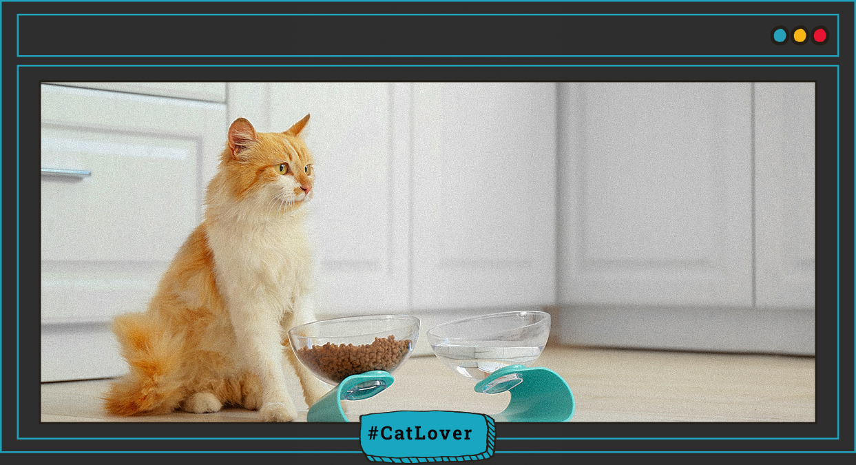 cómo elegir alimento para gatos